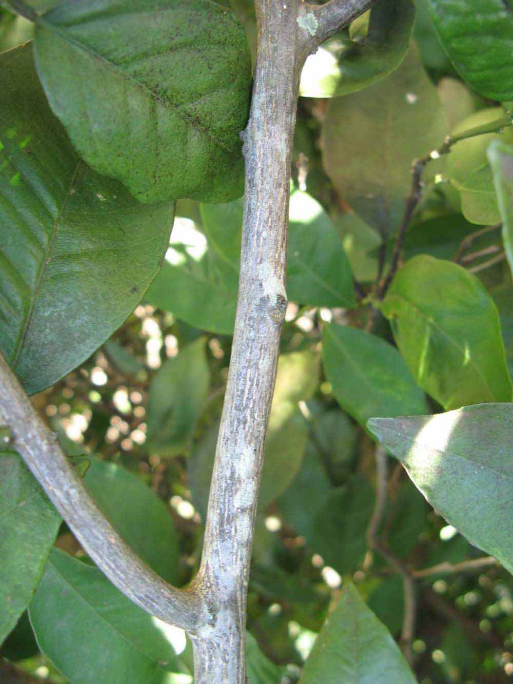              Second - third year twig (Winter Haven, FL)       